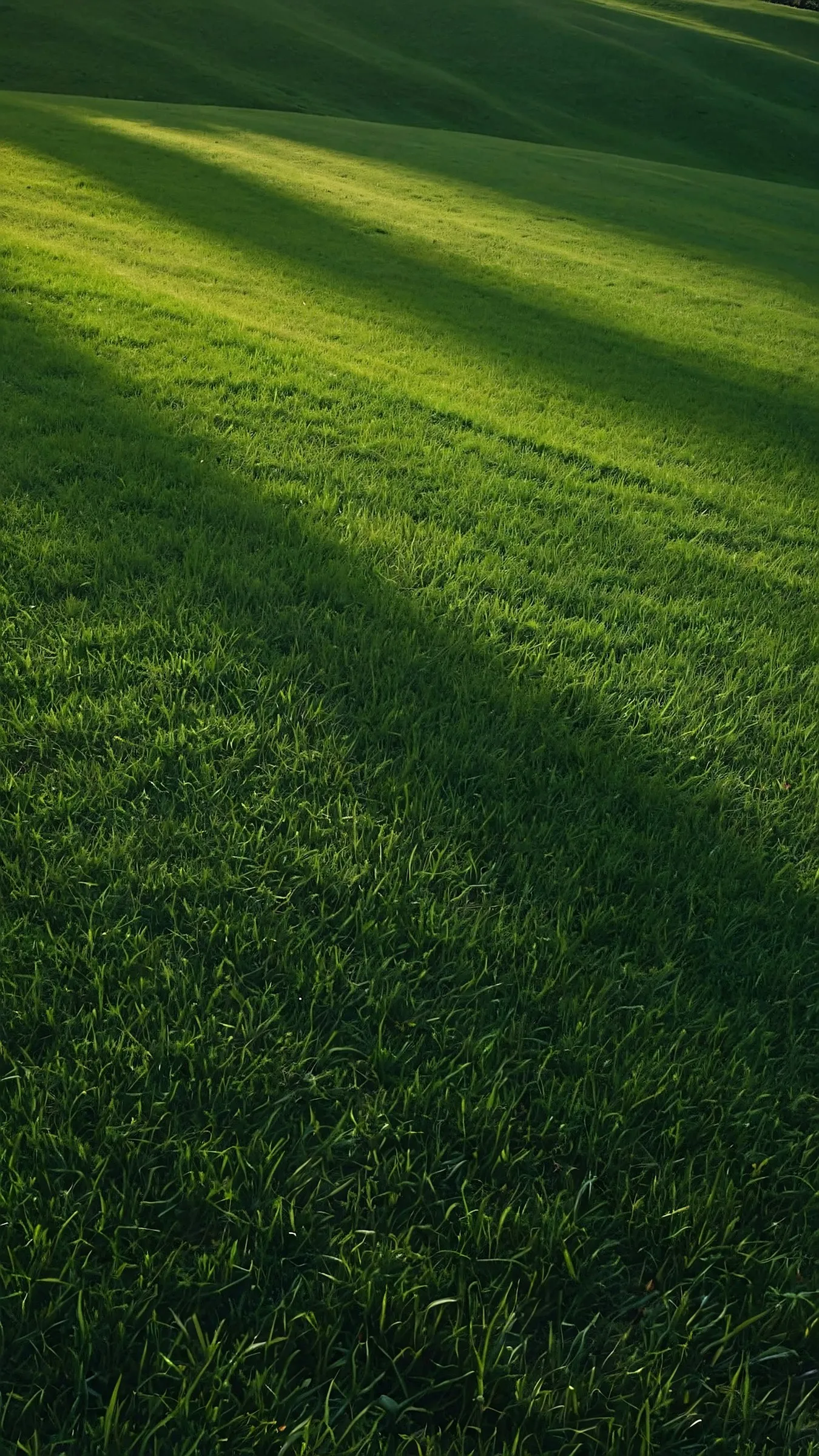 Freelance web designer serving Haryana - open landscape fields